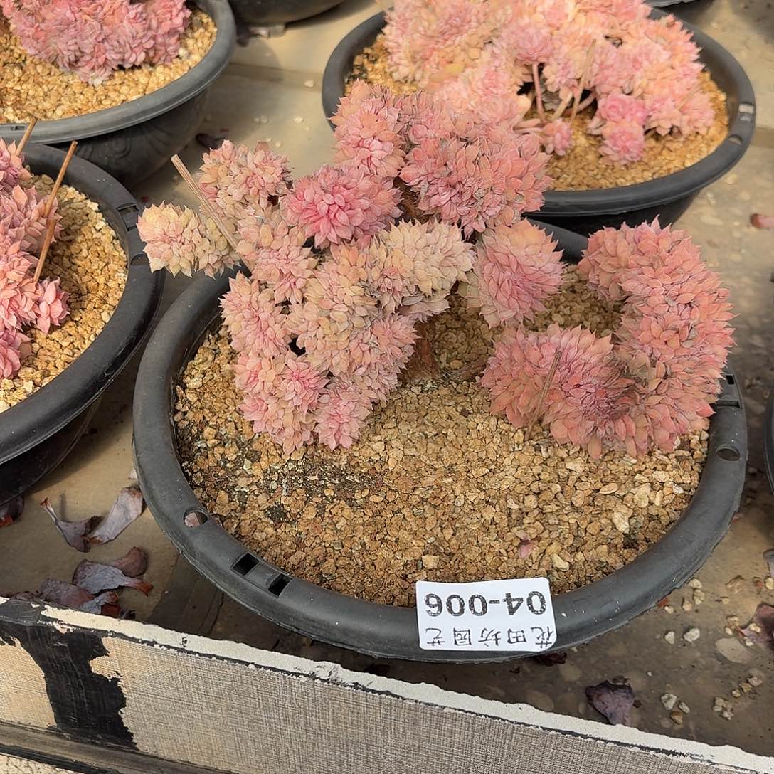 S***J04.006昂斯诺缀化多肉