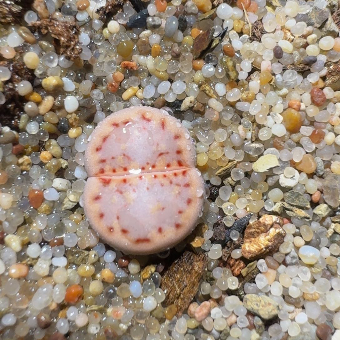 zzzx精品生石花1202