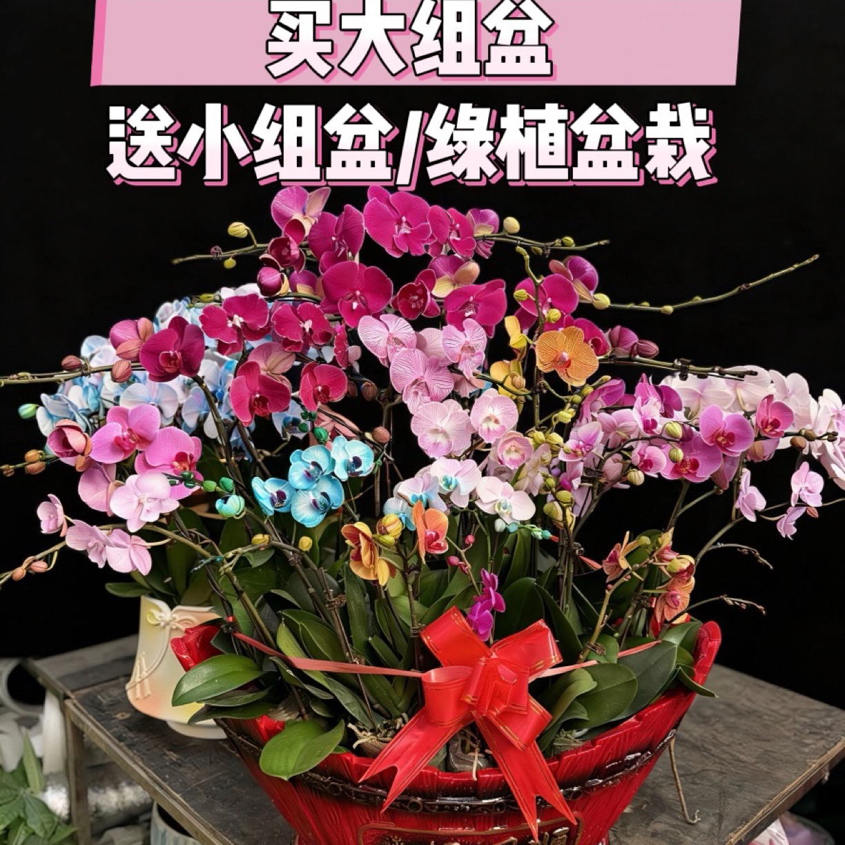 蝴蝶兰大组盆20株以上及马卡龙大组盆送小组盆