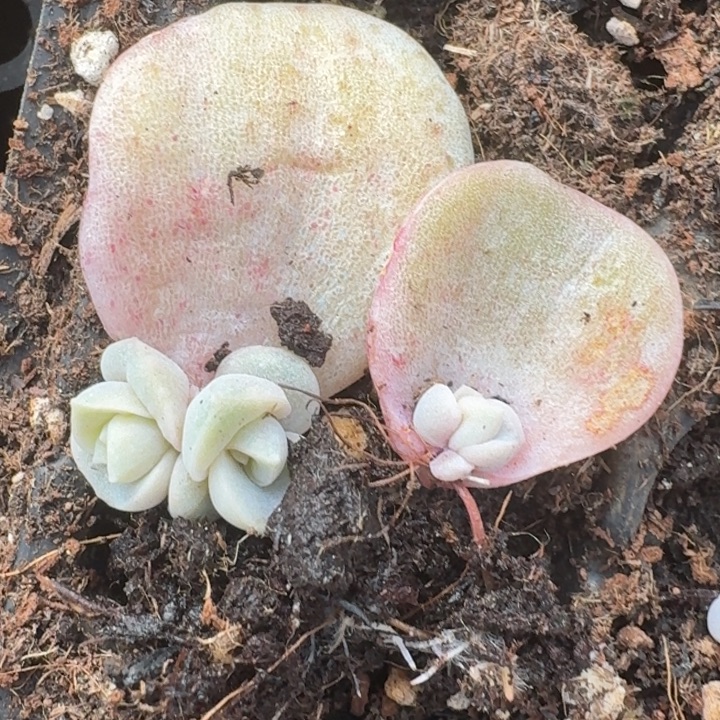 可爱玫瑰一物一拍264