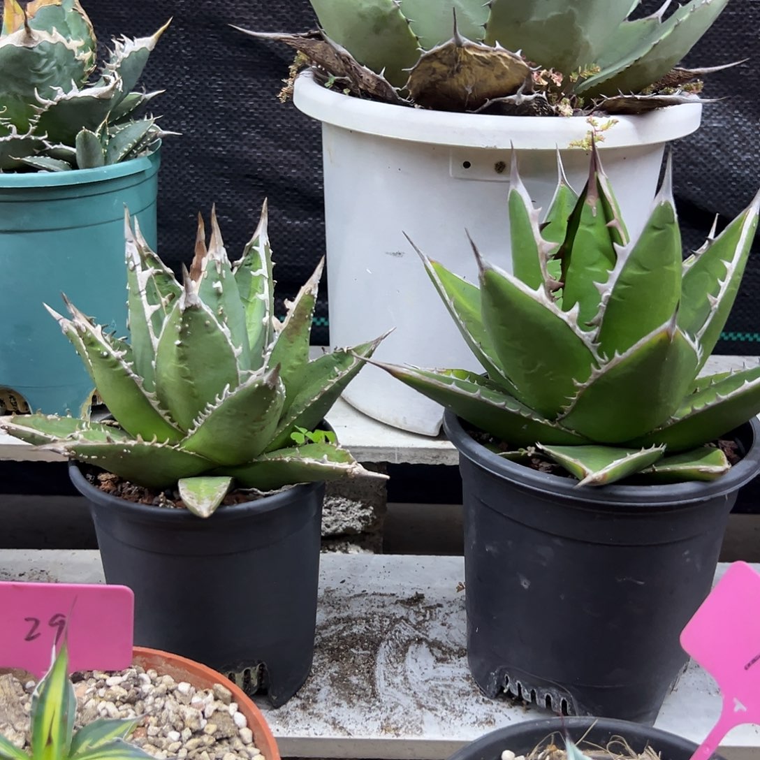 小***鸡帝释天一物一拍偏远不包邮不退不换