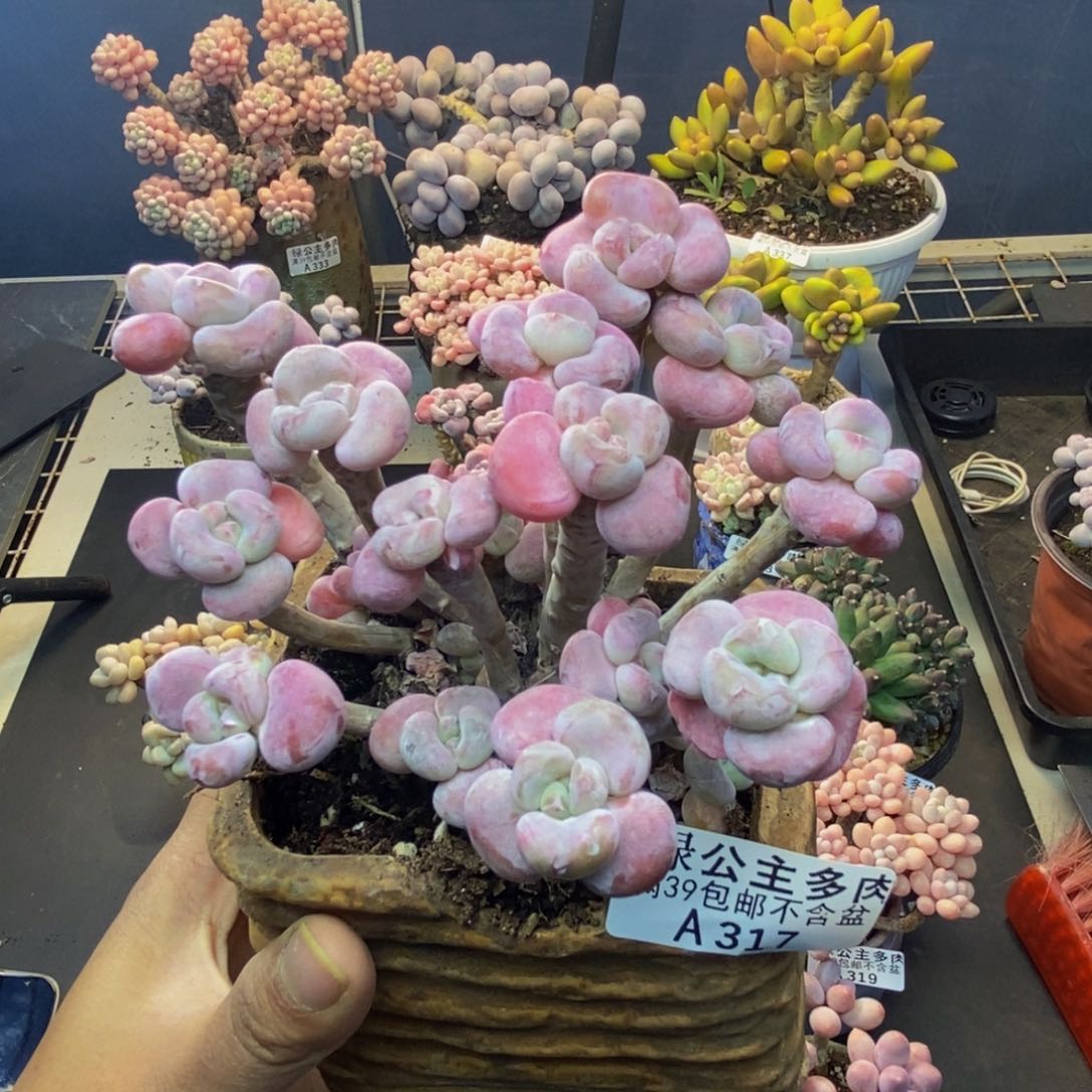 沐*317腰子洛神多肉9c m