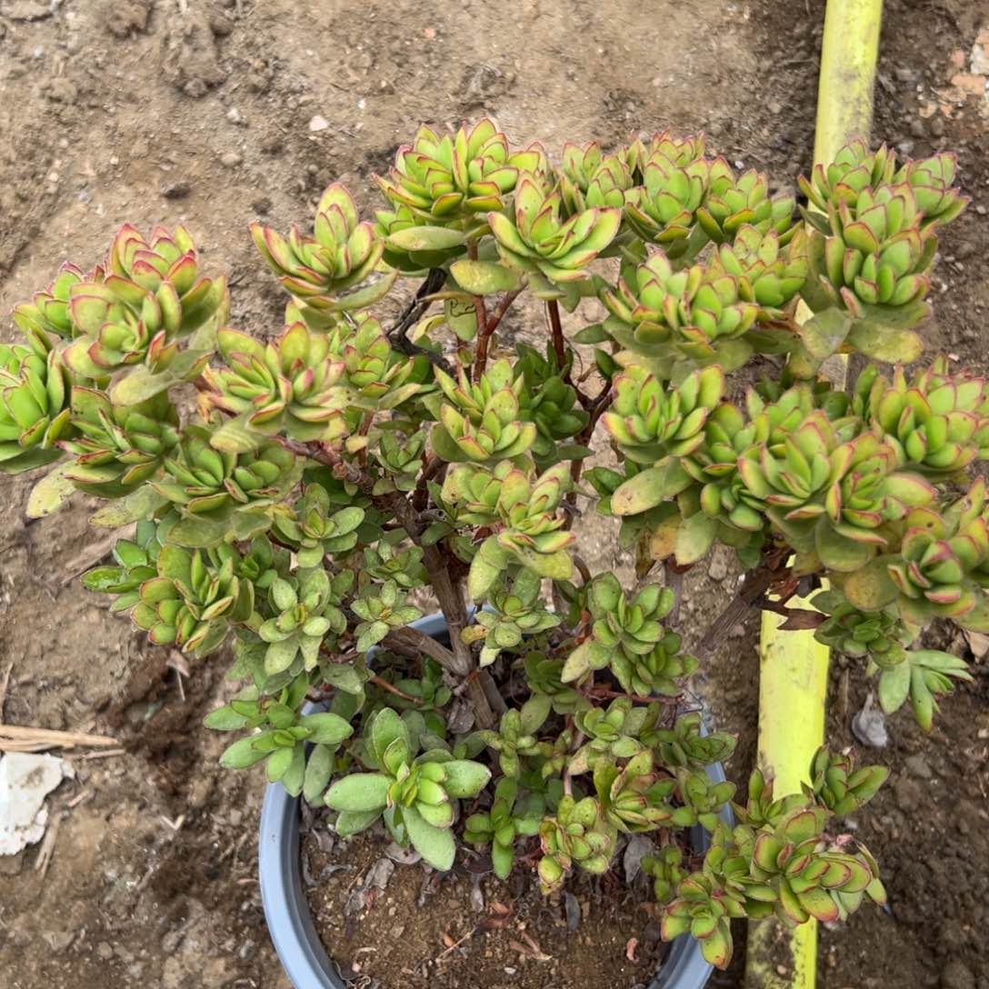 多肉们去中央音乐学院中文系