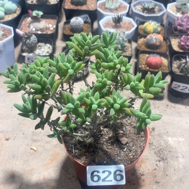 626玉米老桩枝干