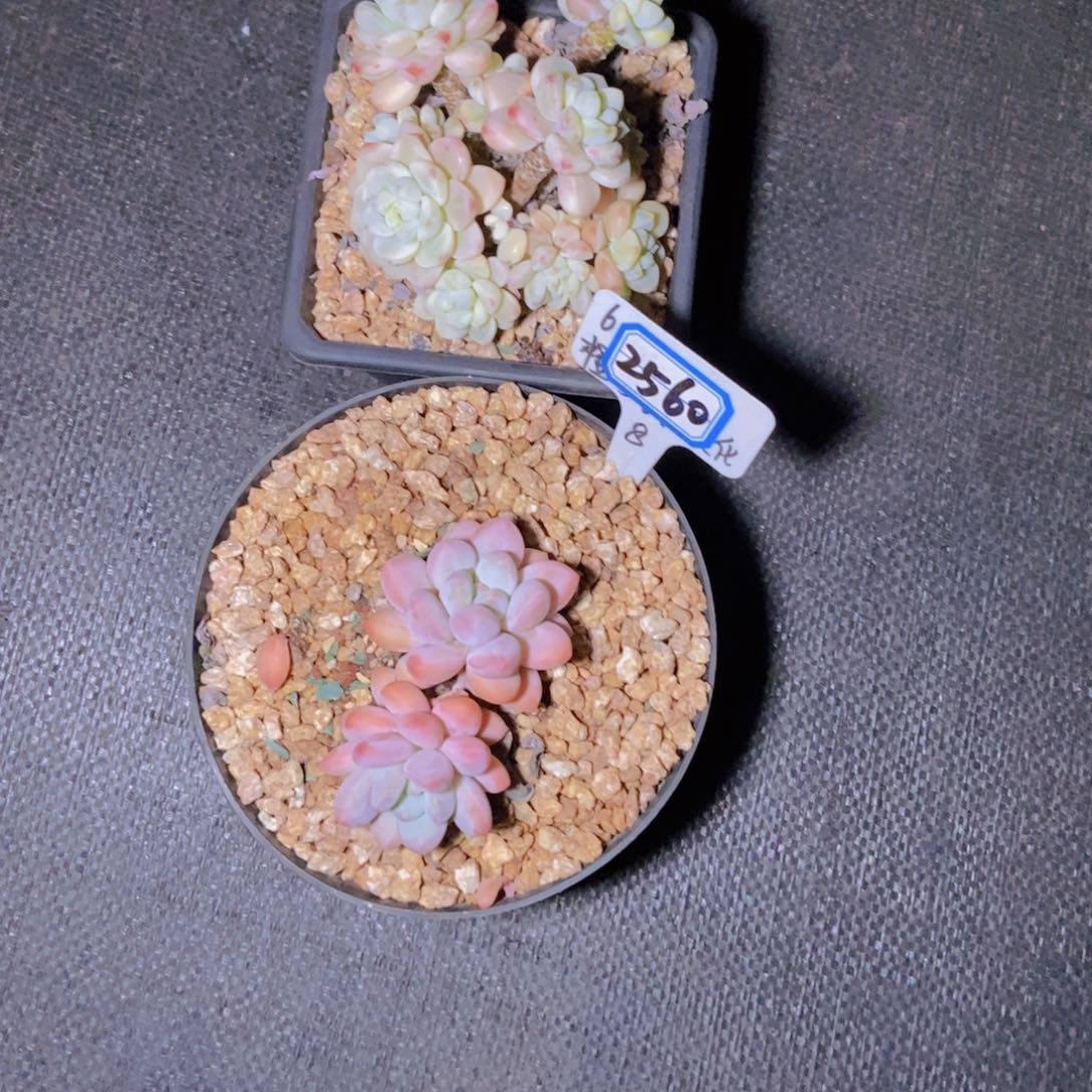 可***樂2560两颗一组两颗
