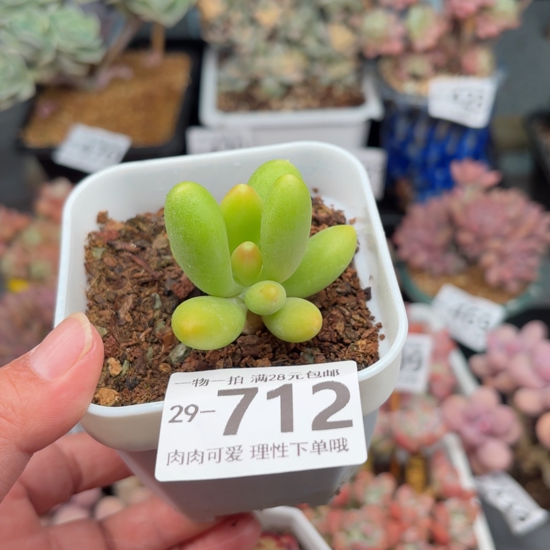 金蟾单头多肉多多