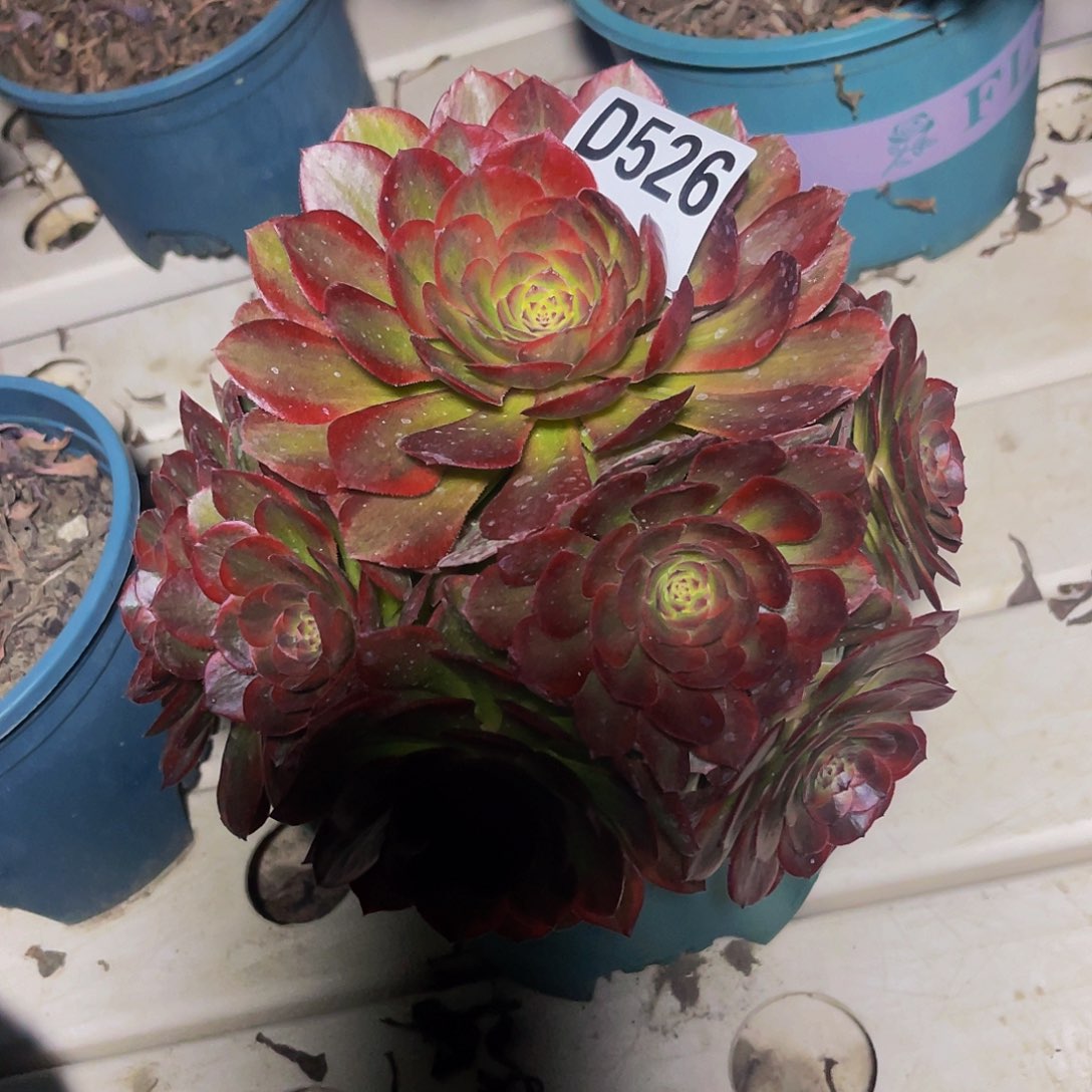 火狐法师7/-23包邮法师