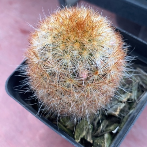 红刺嘉文丸3仙人球