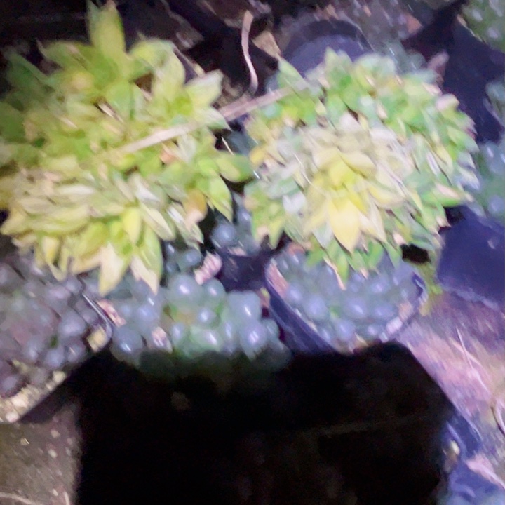 宝草锦一物一图如图