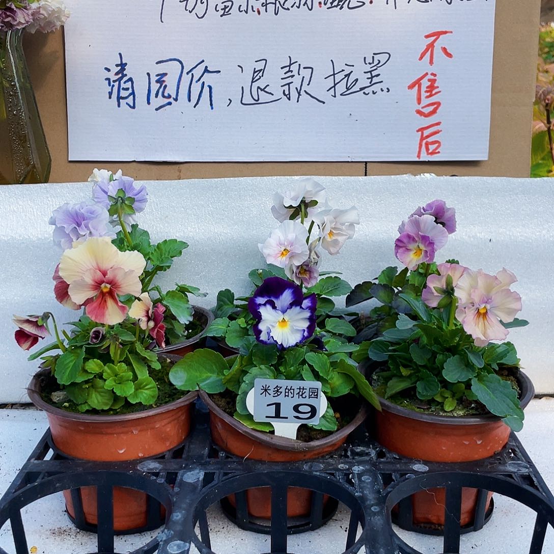 大部分花苞少量开放9