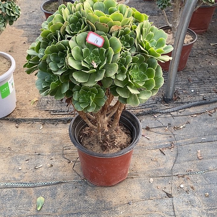 18，绿羊绒多肉法师多肉法师