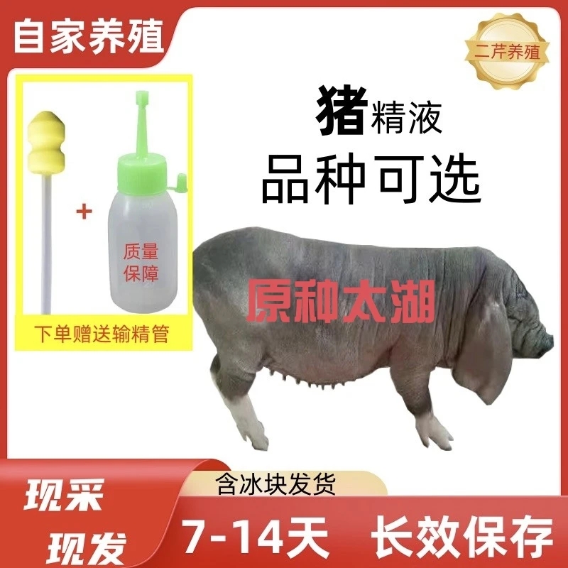 母猪人工授精设备太湖原种猪精畜牧工具太湖母猪牲畜用品养猪
