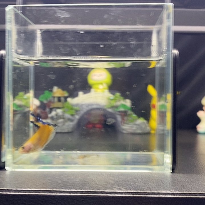 Koi 黄肉蓝色星尾