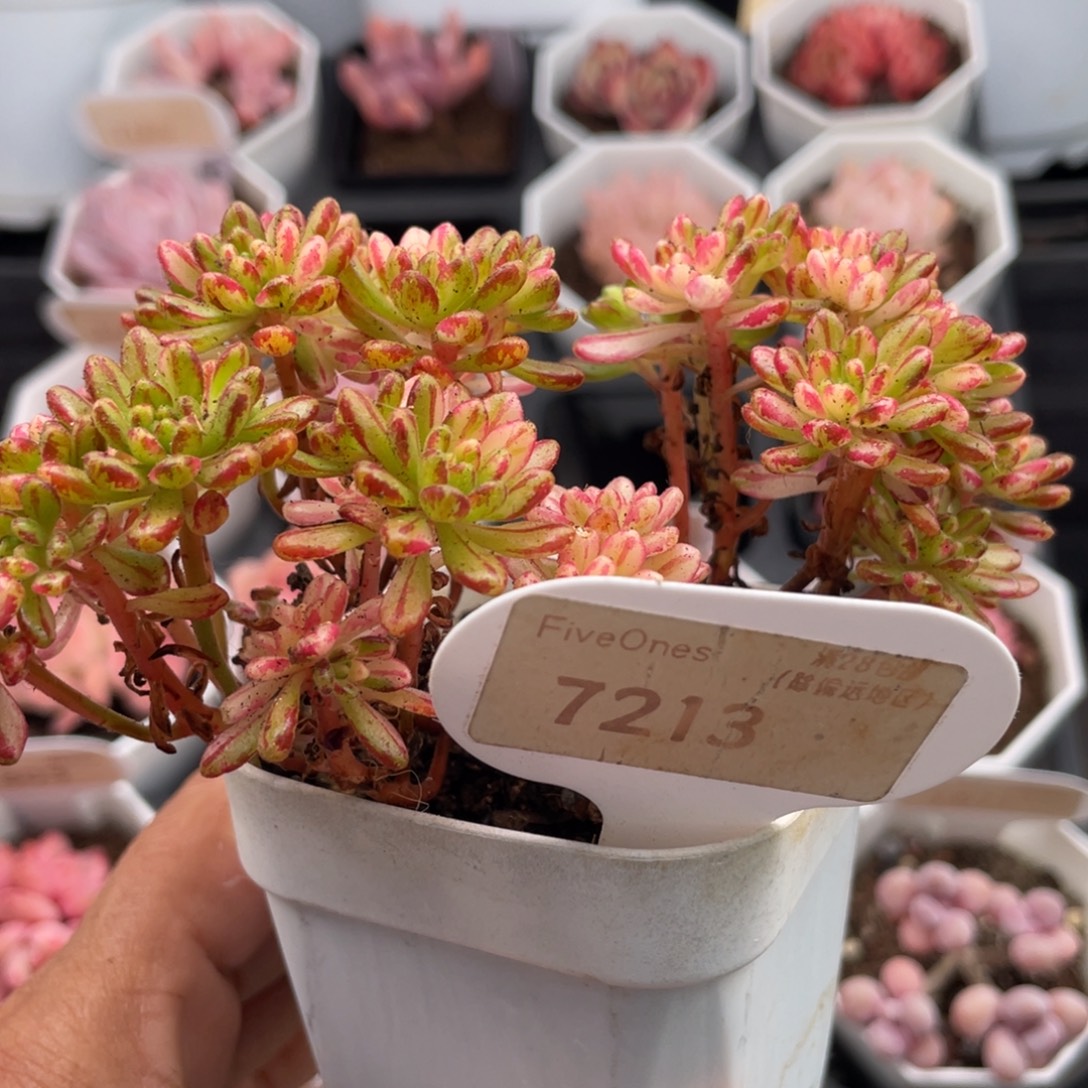 小人祭锦7213-12.5厘米