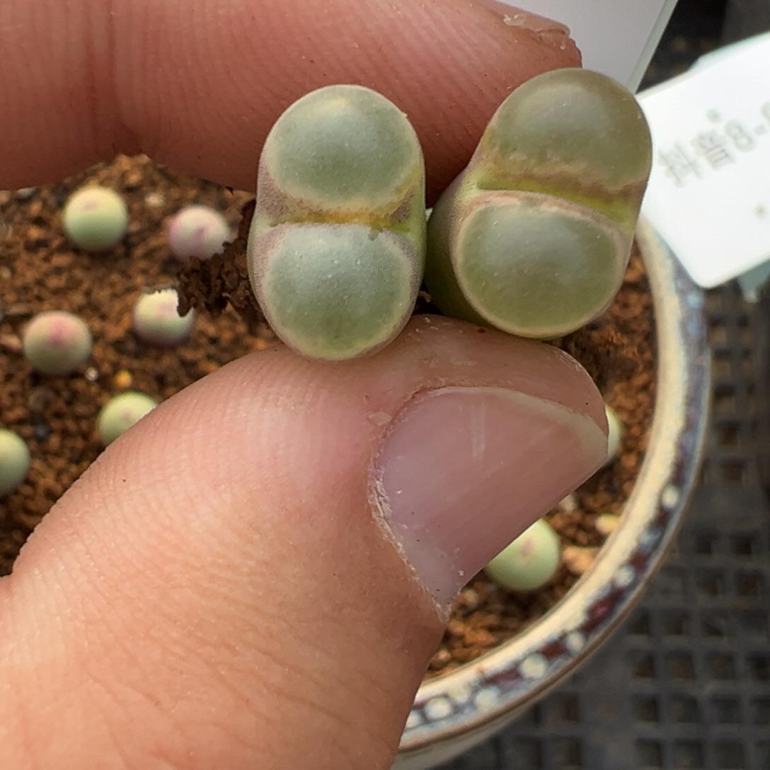 8-88肉锥多肉植物