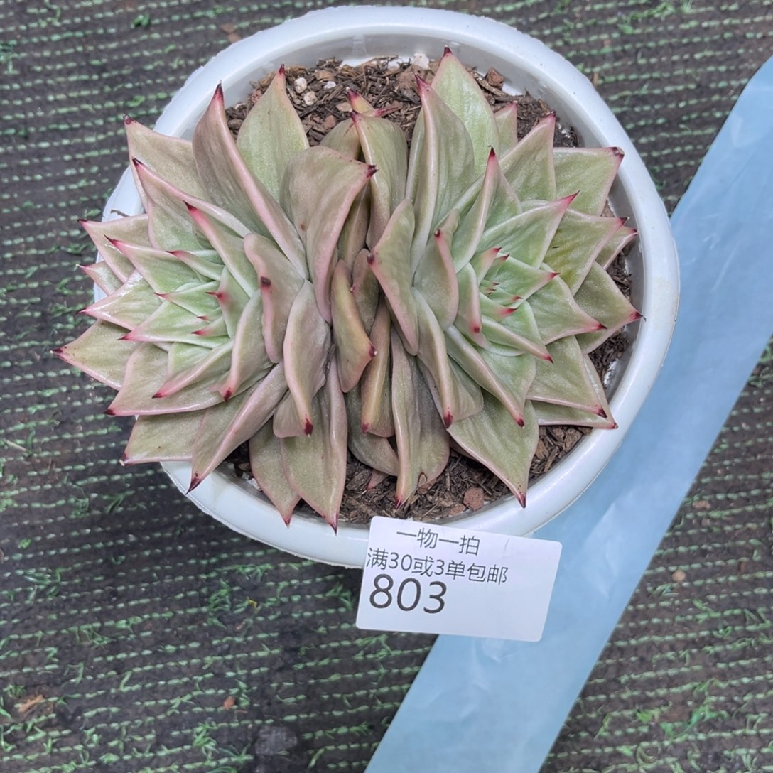 漂***瓶803星星锦多肉植物～