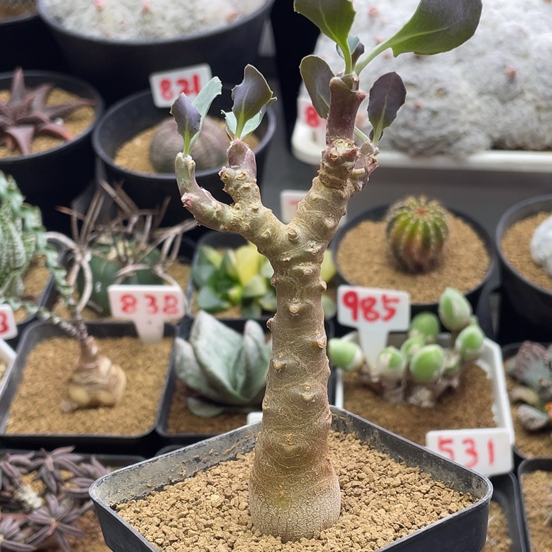 实生老桩紫背美尻厚敦菊仙人球