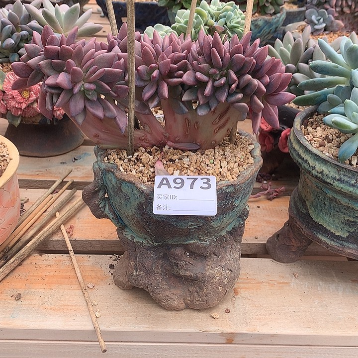 璐璐多肉一物一拍