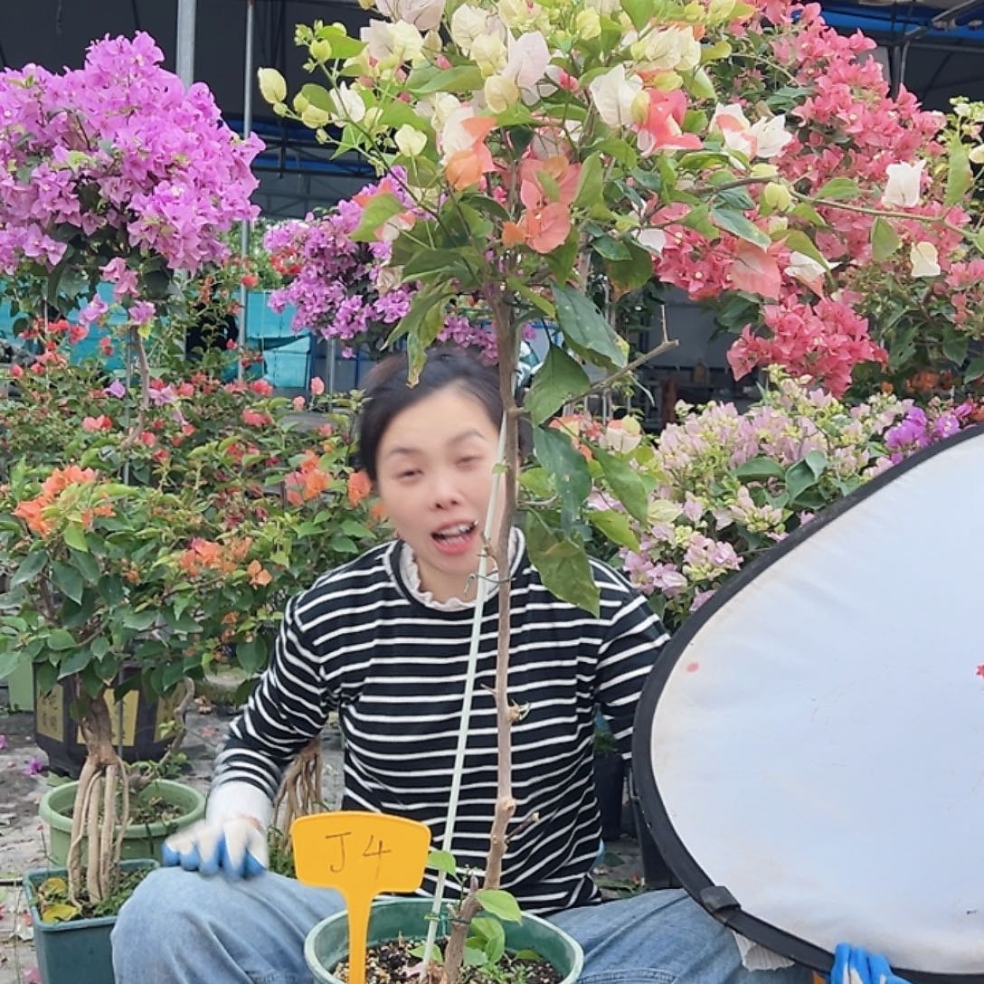 小***专大部分花苞少量开放J4橙口红
