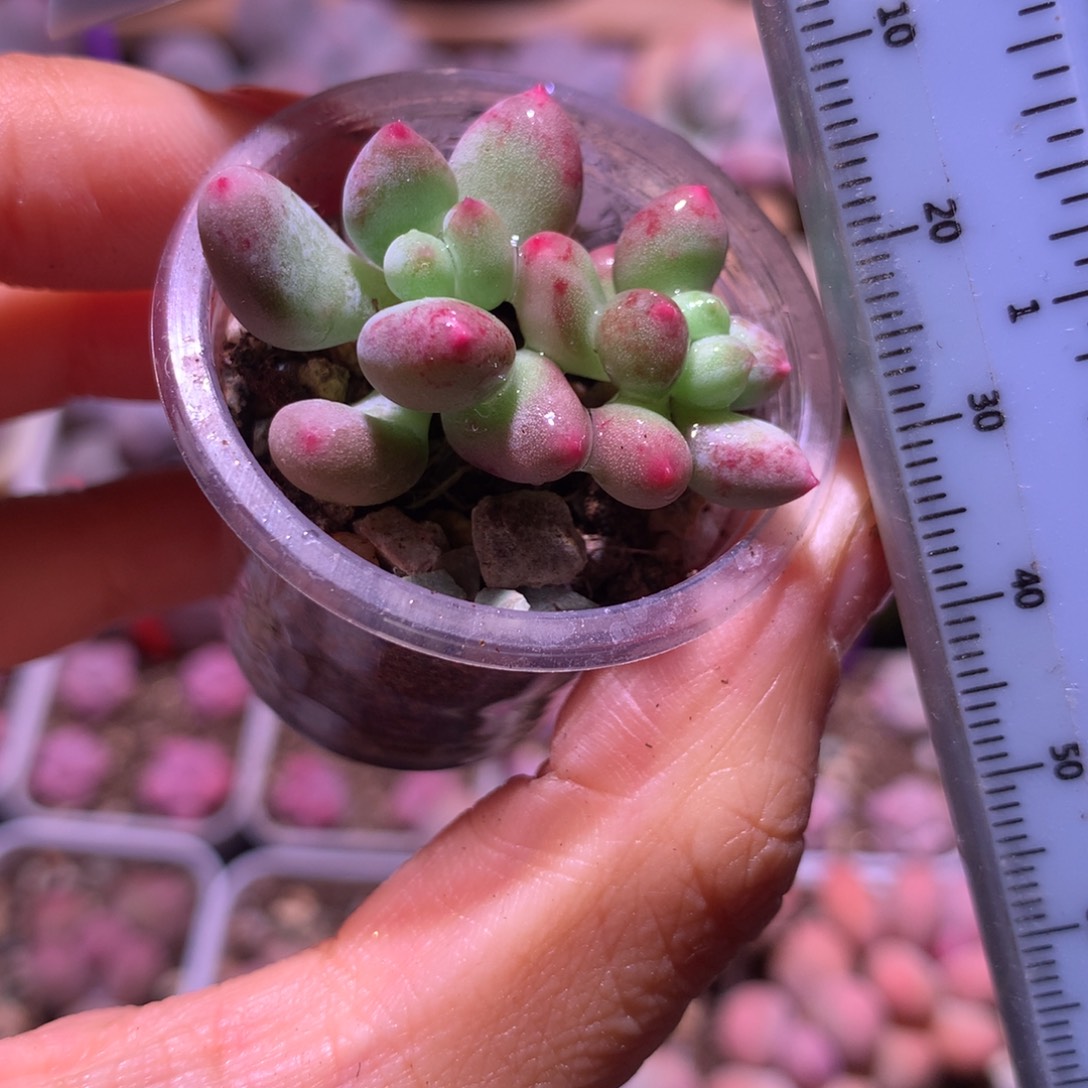 小腮红 不凑满28元发一片叶 不售后 到付