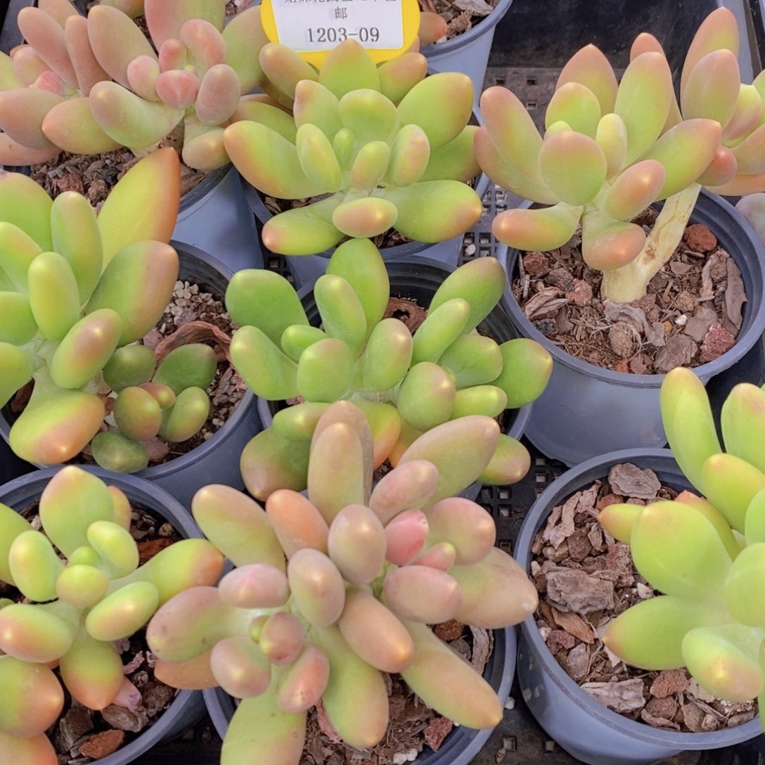 1203-09-精品母本金蟾奶双头一个