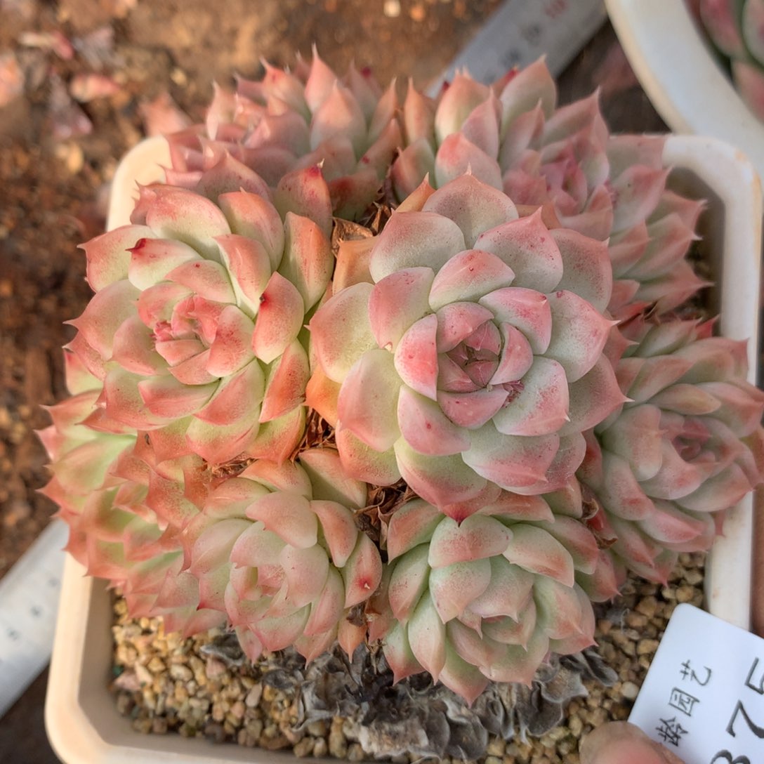 5375杂交精品基地11厘米