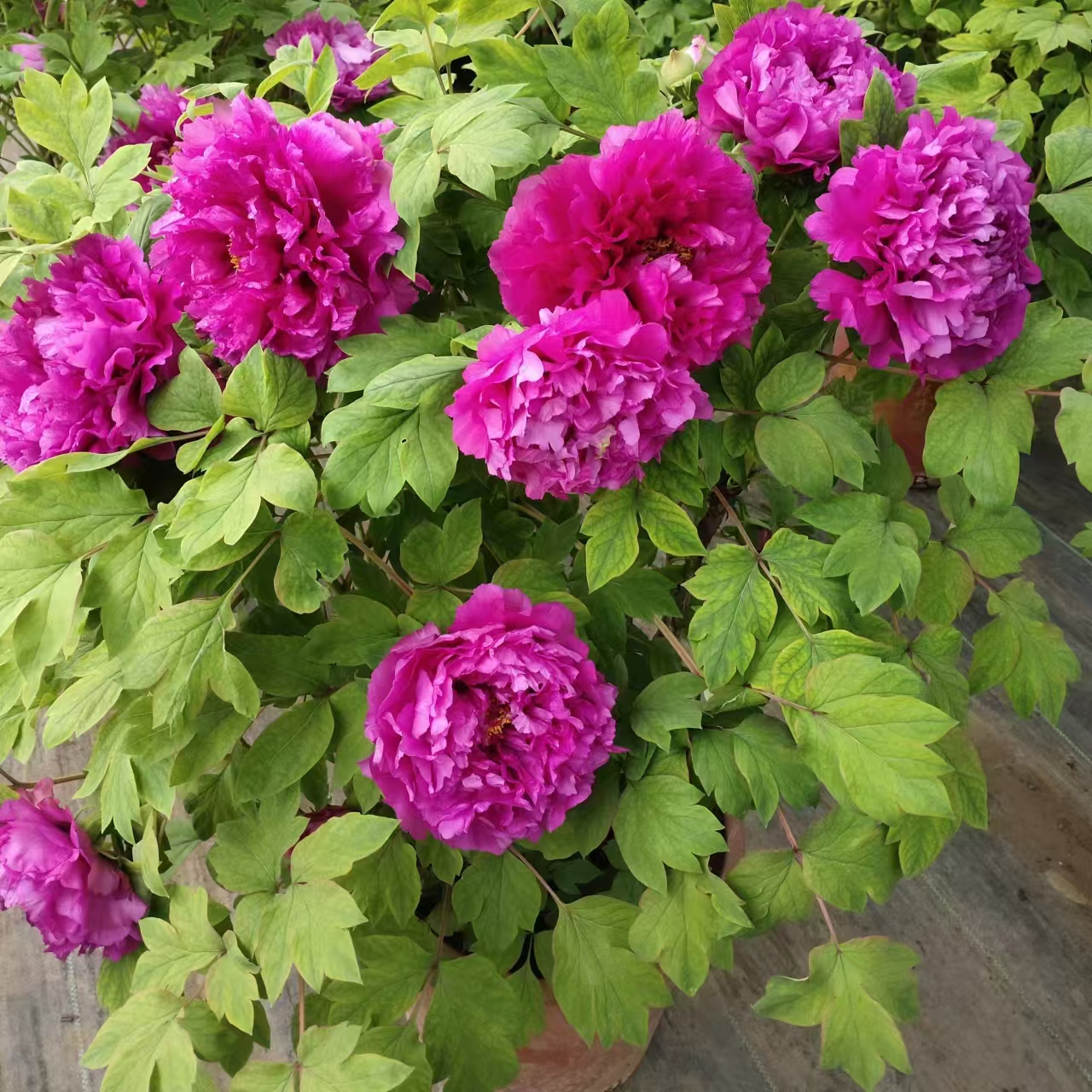 牡丹年宵花催花牡丹春节开花包邮原盆原土客厅送礼