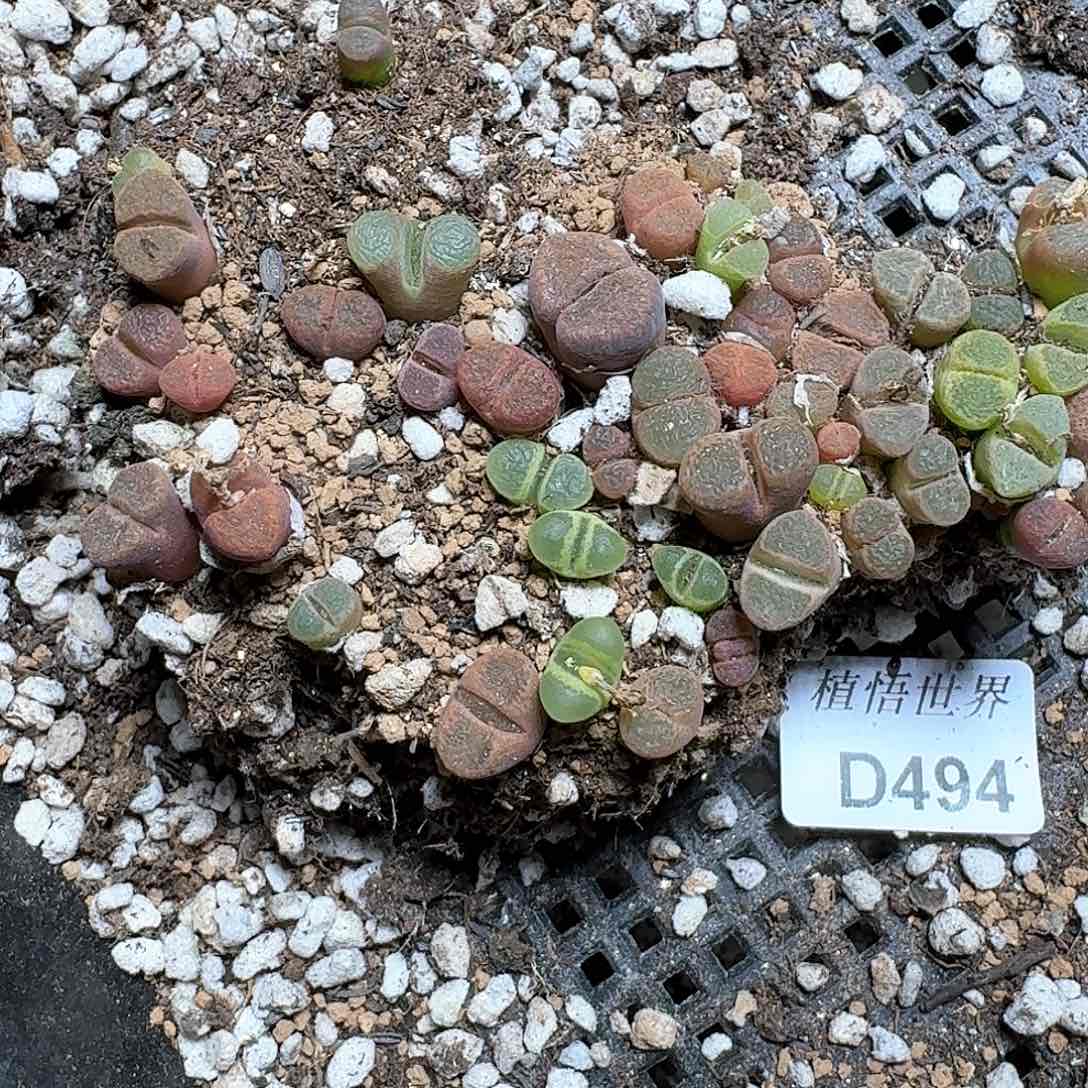 494号多肉植物哇f v