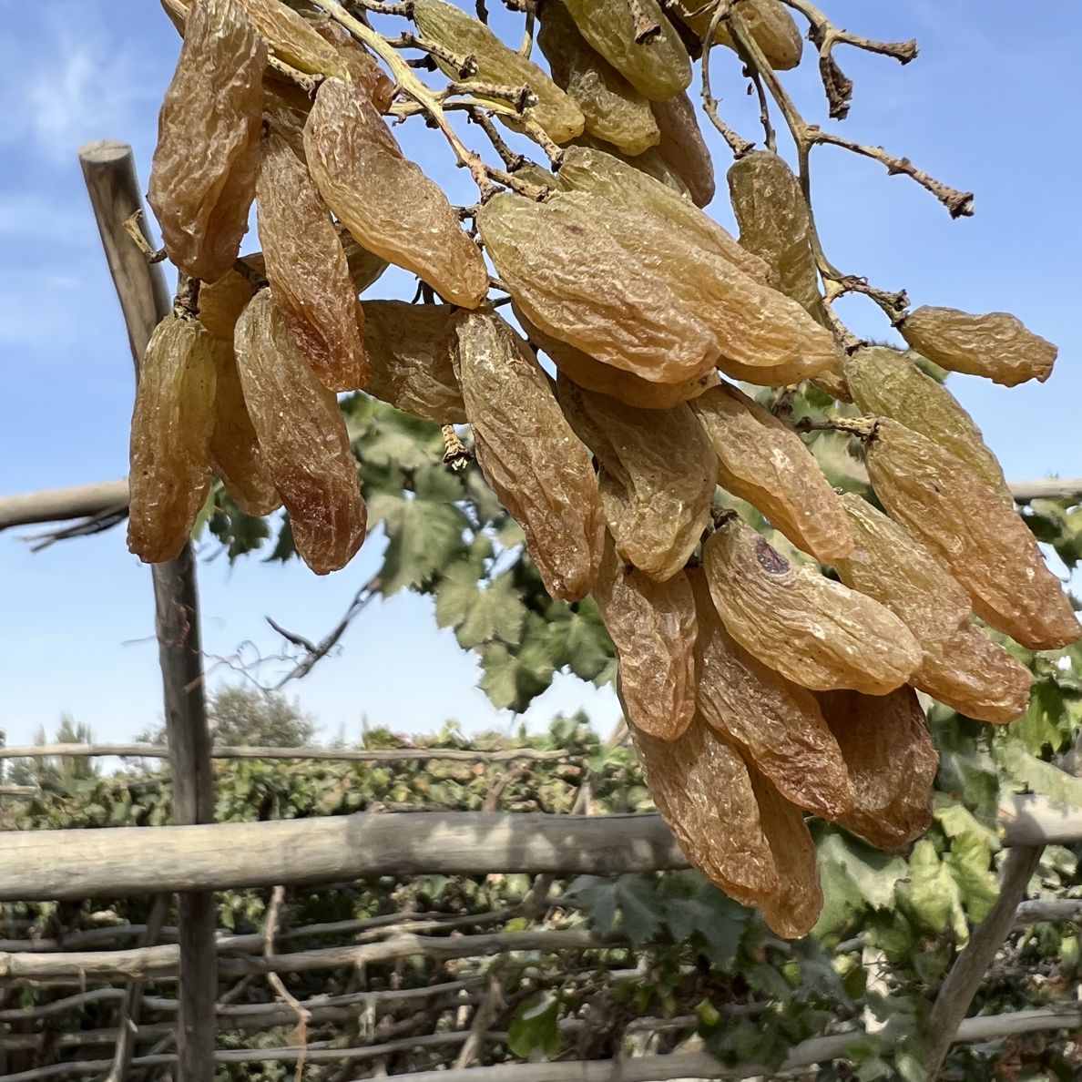 新疆特产葡萄干和田原生态绿香妃两斤 带沙