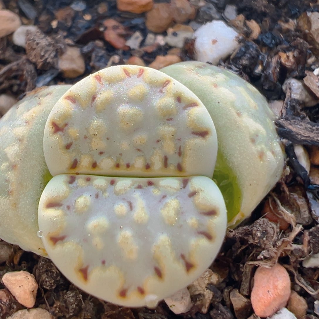 114多肉植物百科知识