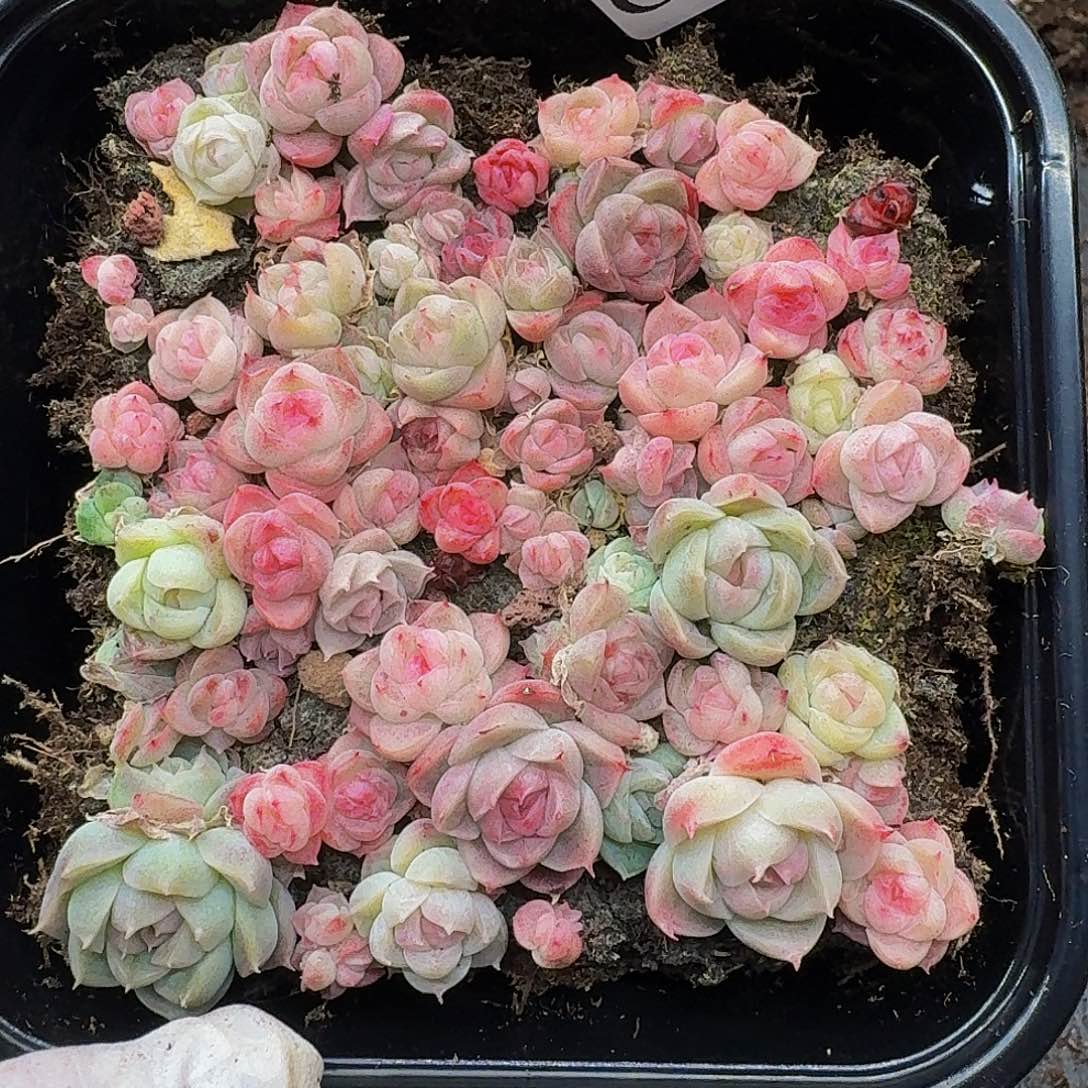 多肉植物多肉植物868