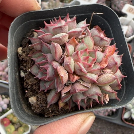 275粉色特斯拉多肉植物多