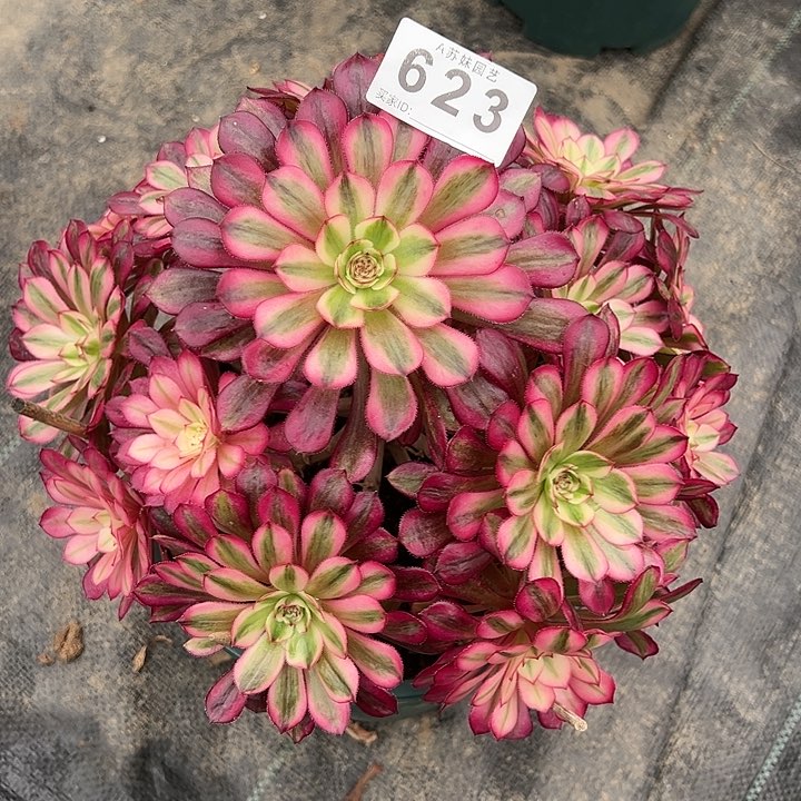 623白月光多肉植物