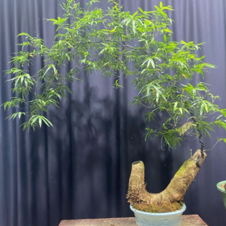 小叶簕竹室内办公室桌面绿植花卉易活好养客厅懒人小盆栽上档次