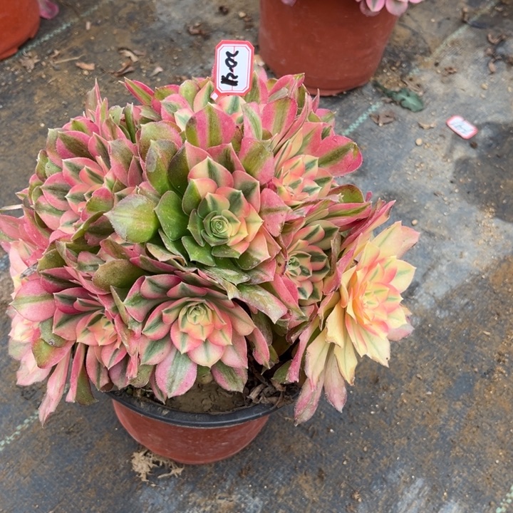 20-31香妃有砍过处理不售后多肉