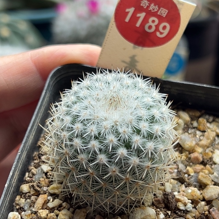 实生敷岛一棵3.5cm