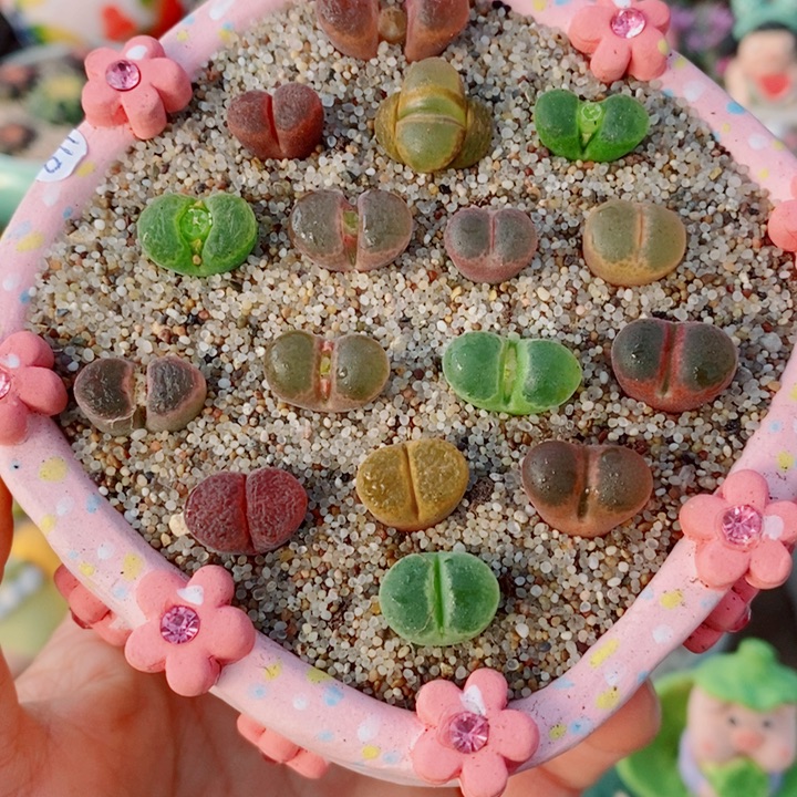 生石花花花花花花916