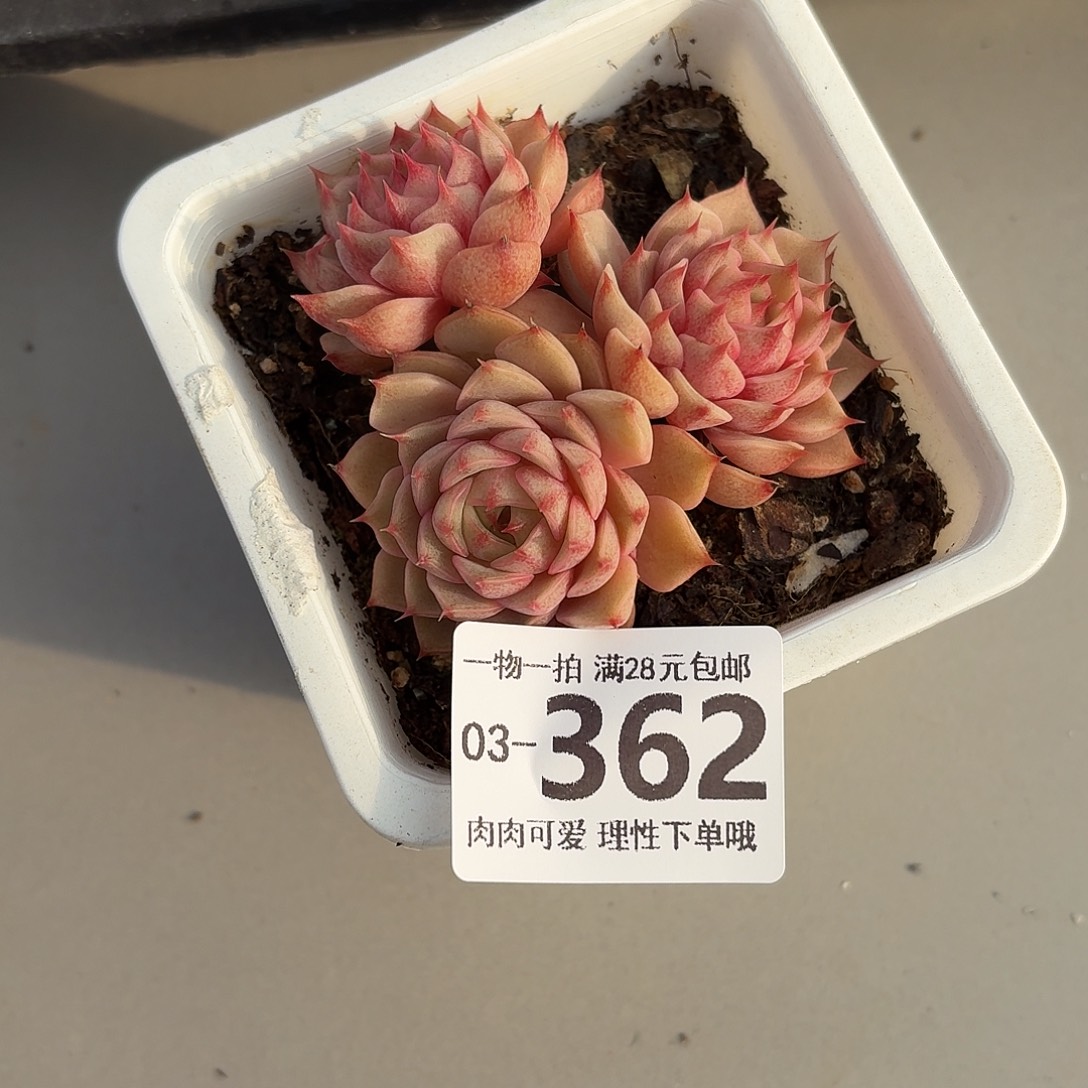笨吧无盆土发货无