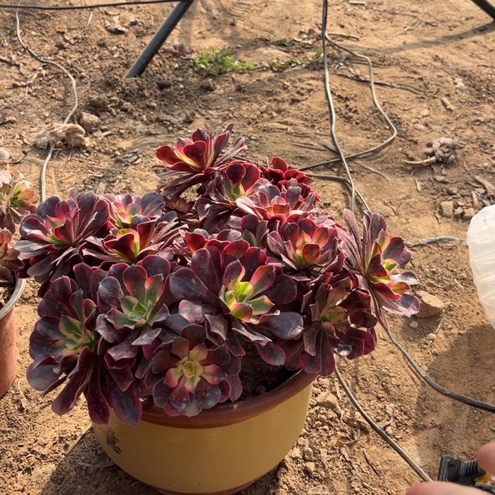 4个小美杜莎裸根脱土