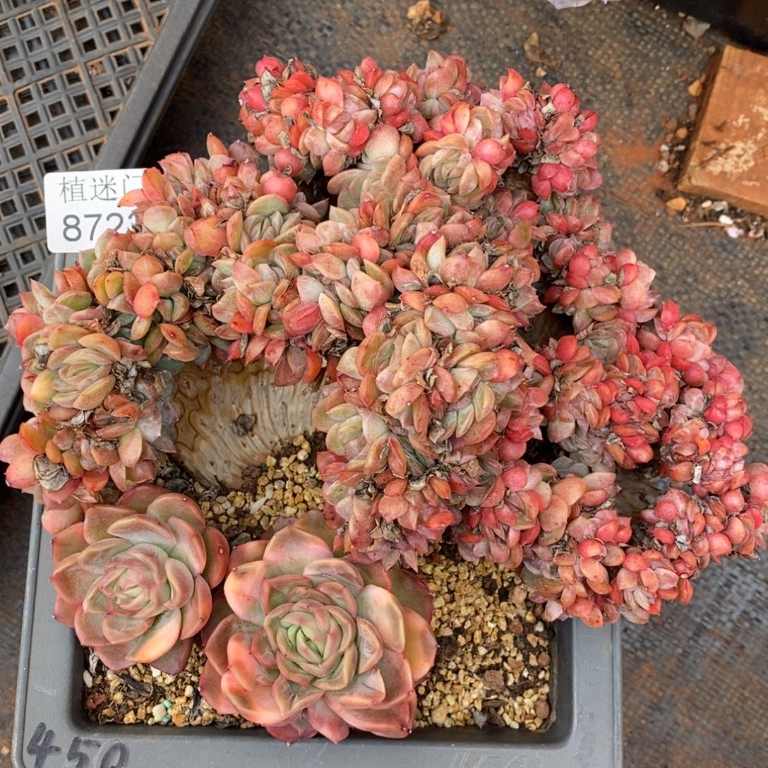 陌***绵杂交精品多肉8723~18厘米