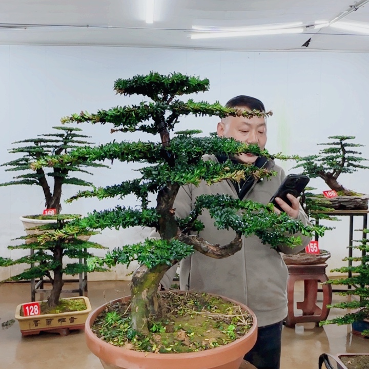 无花朵盆景园林……