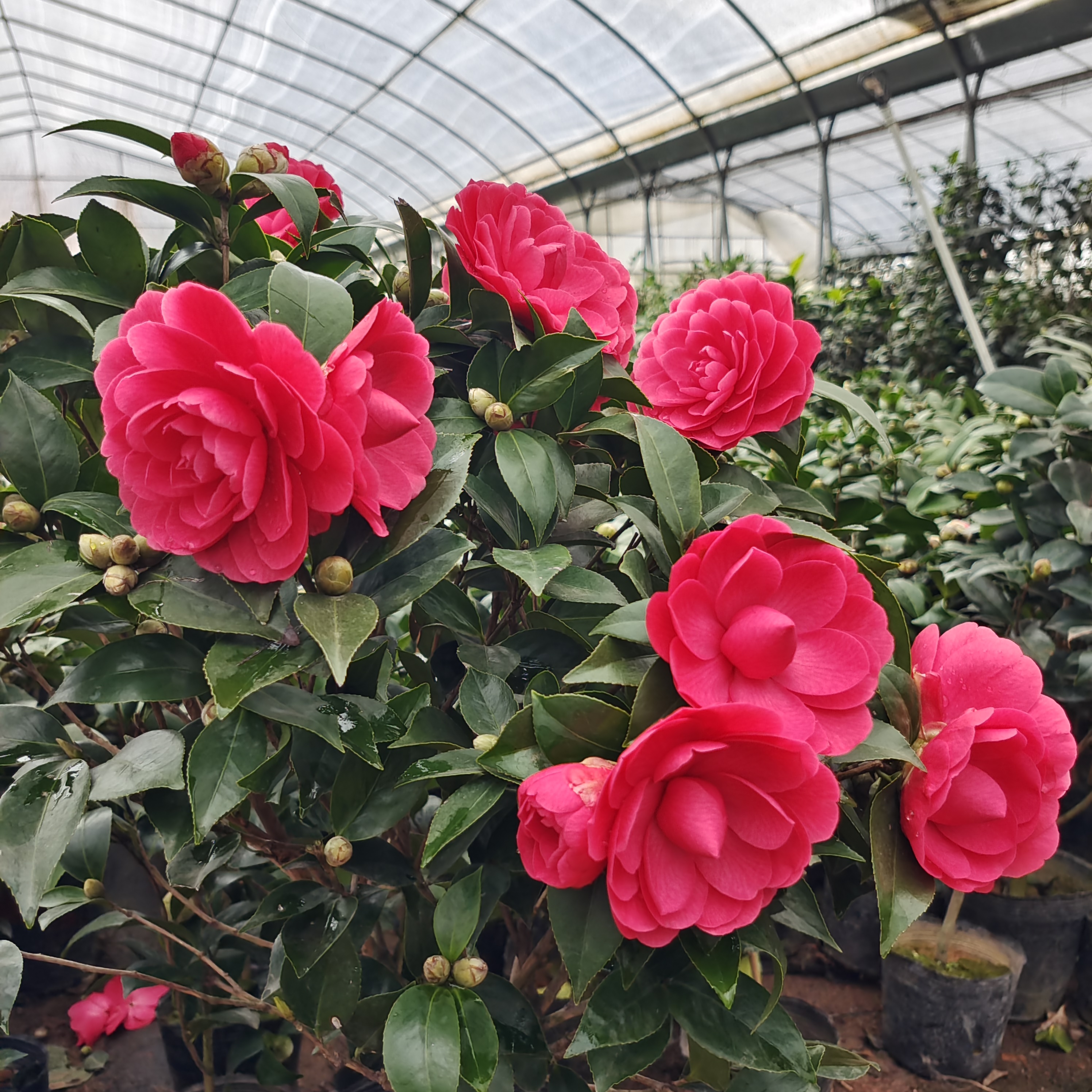 红色茶花大红赤丹多季茶花白色盆栽树苗植物五香妃花苞开花美观
