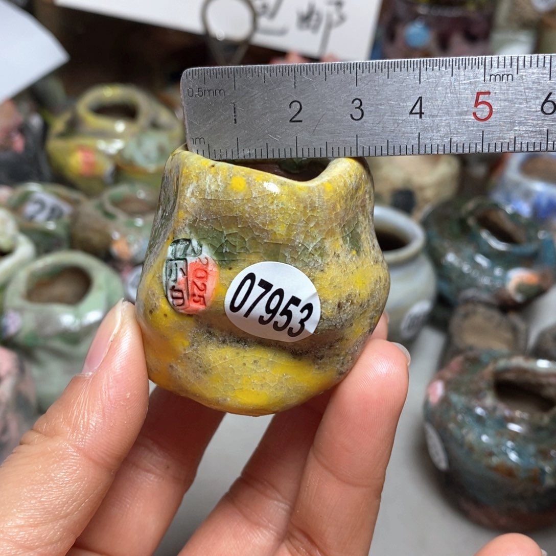 花盆拍3送一个小礼物