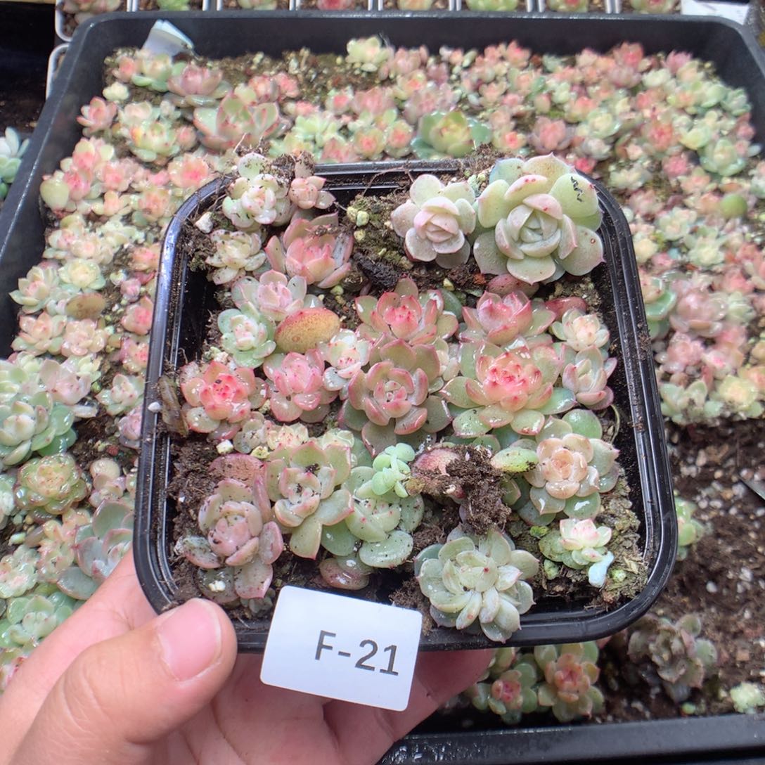 无花朵F21英语英语