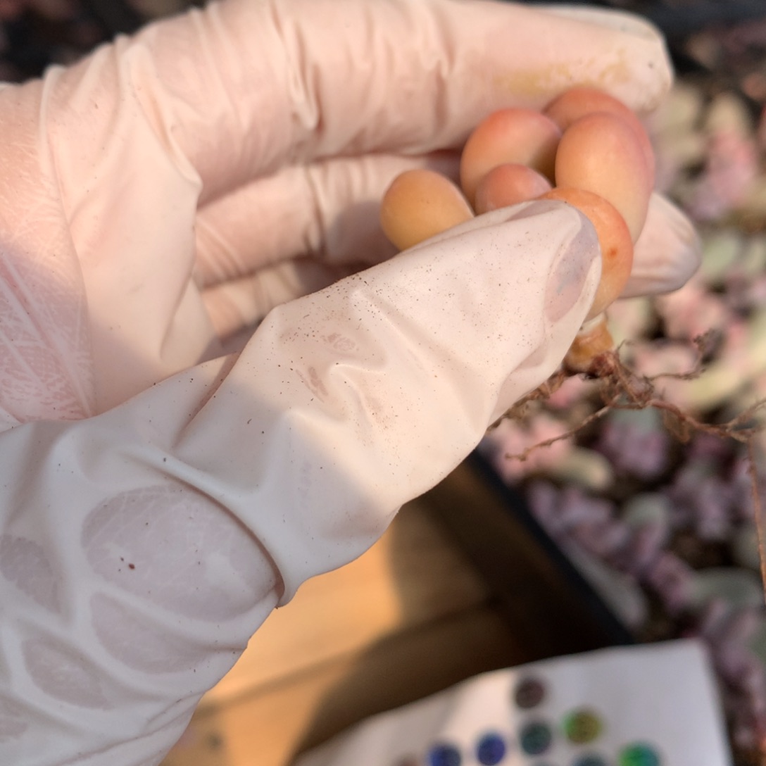 941蛋黄奶酪多肉。