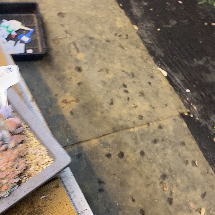 静***光橙梦露720085福利