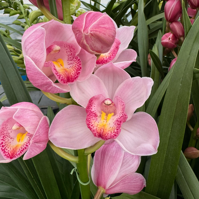【媛玲花卉-211烛光】落地款粉色蕙兰 带花剑花苞 云南基地直发