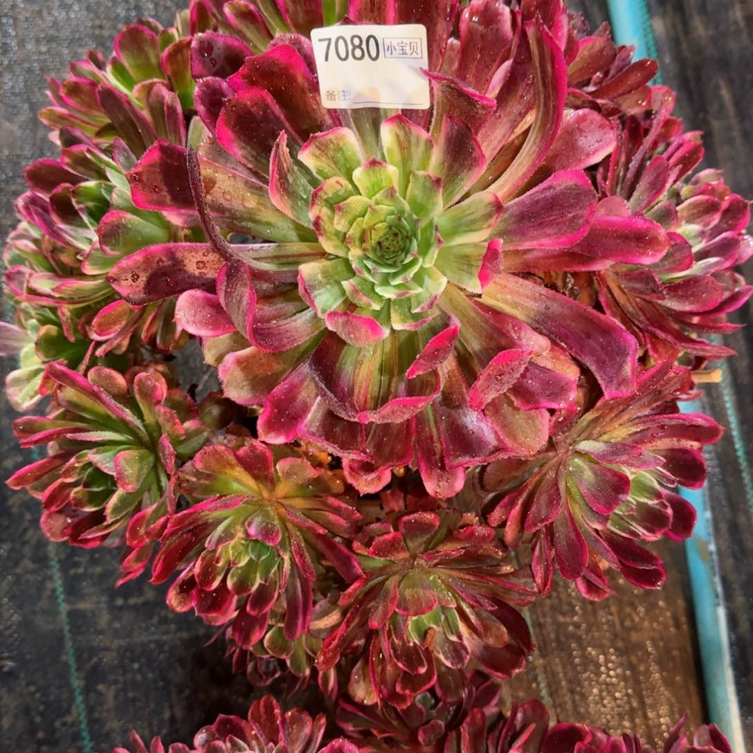 女****67080多肉紫嫣多肉多肉