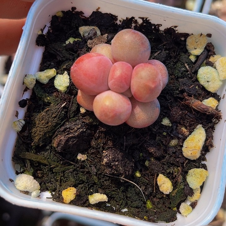 黑****黄后专拍单头17号