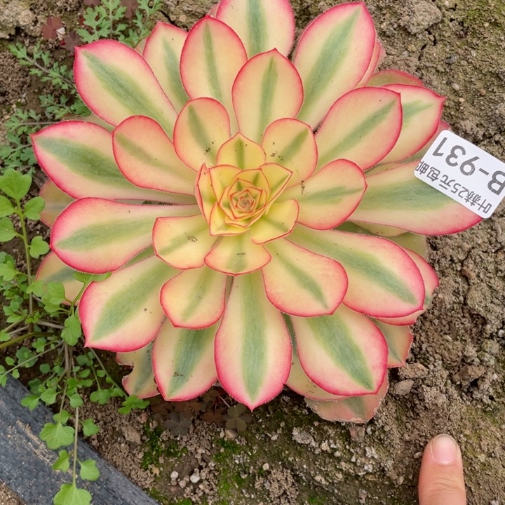 （****人931爱丽思寄养多肉12345678